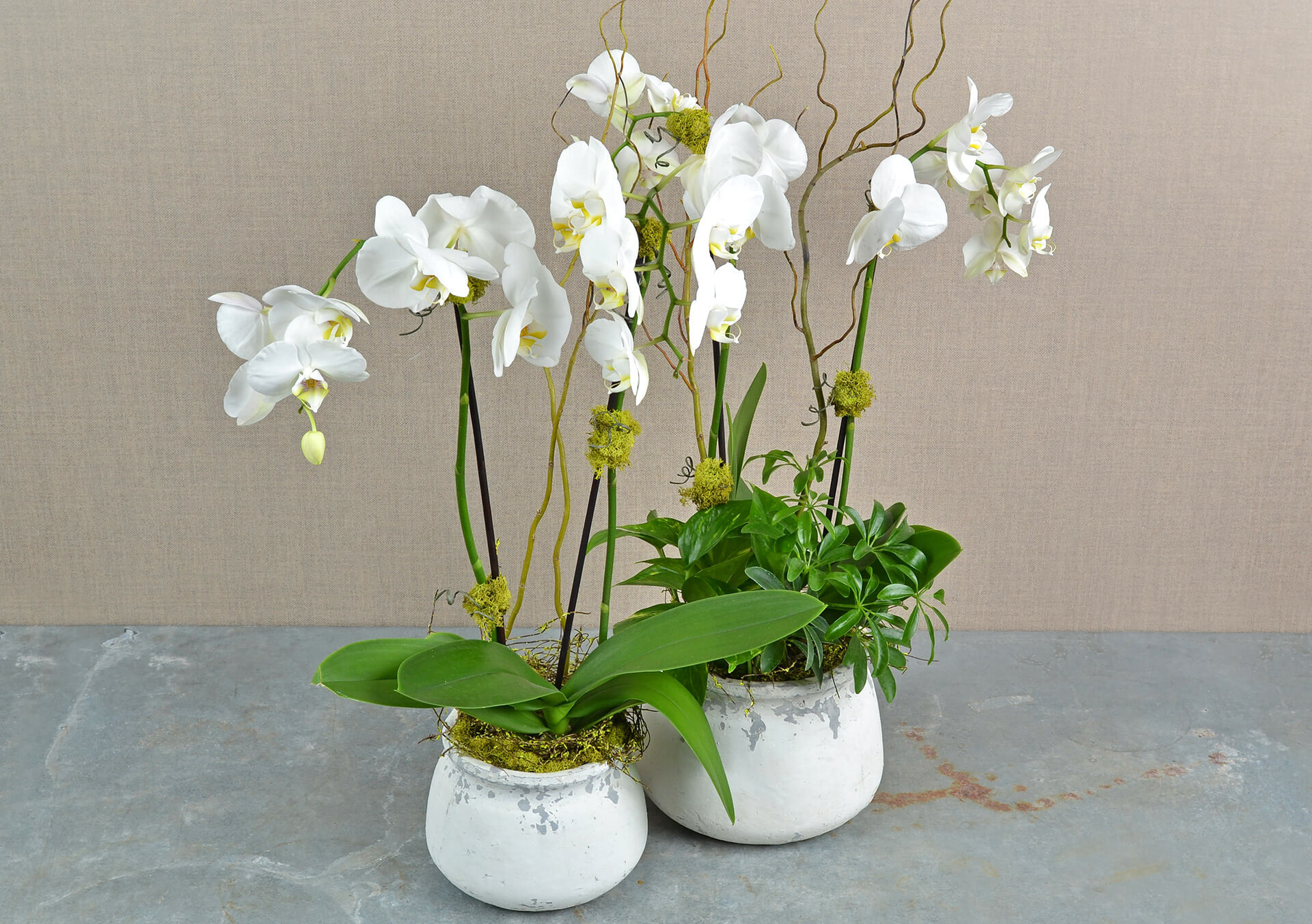 Orchid Plants for Delivery Minneapolis, Minnesota
