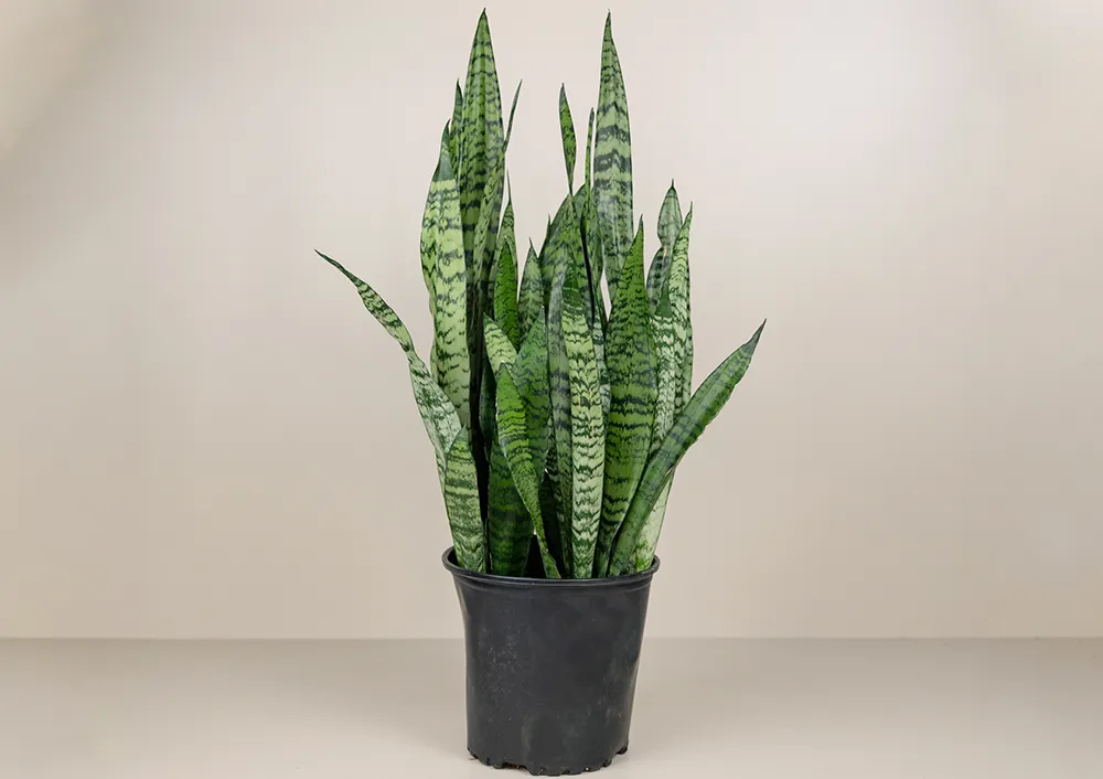 Sansevieria and More Indoor Green Plants For Your Home at Bachman's