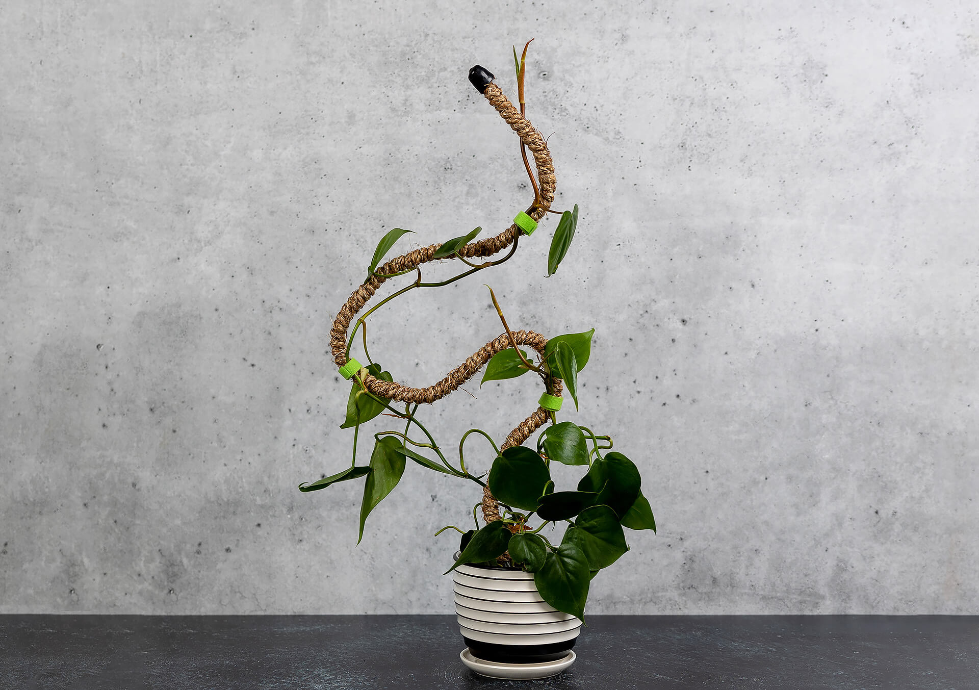Shop Plant Supports And Accessories | Bachman's
