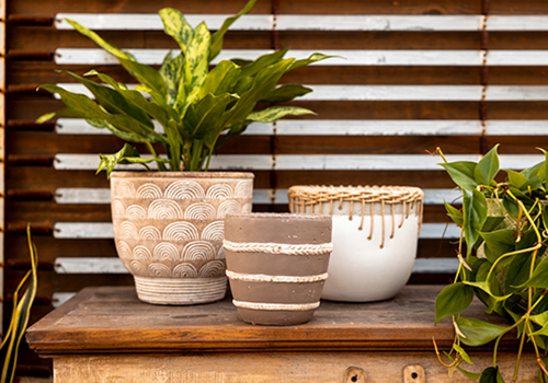 Buy Houseplants Online for Local Minneapolis Delivery | Bachman's Minnesota  Indoor House Plants, Orchids & Planters