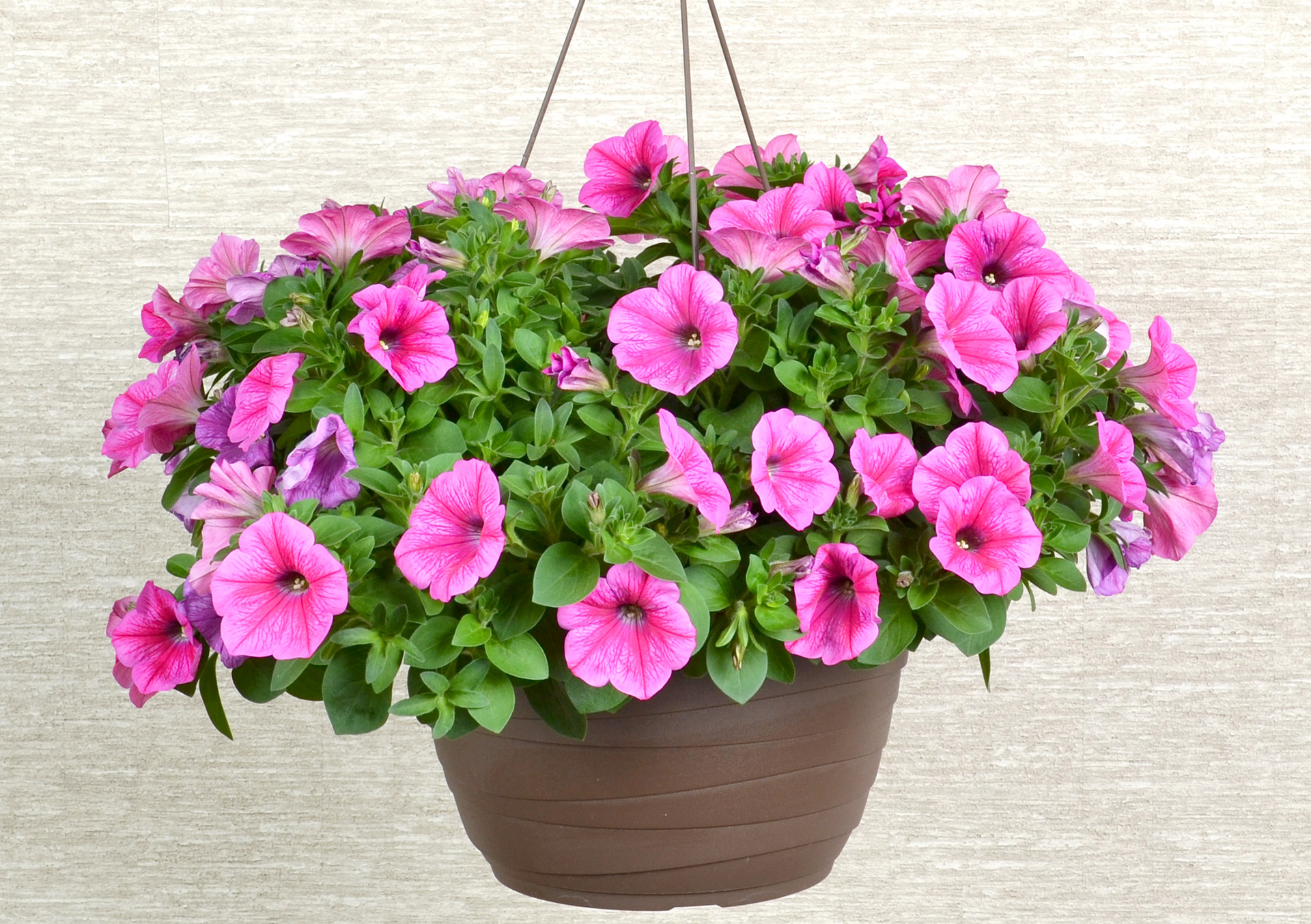 Annual Garden Flowers for Sale | Buy Online or In-store | Bachman's MN