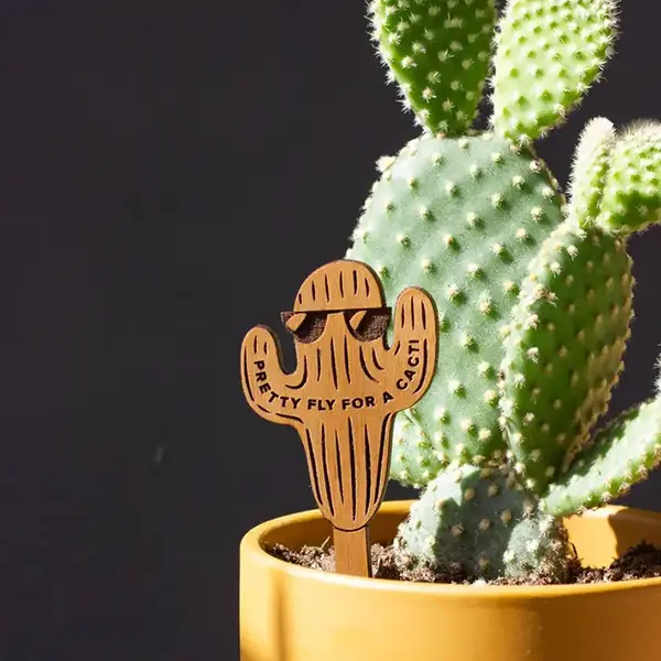 Pretty Fly For a Cacti