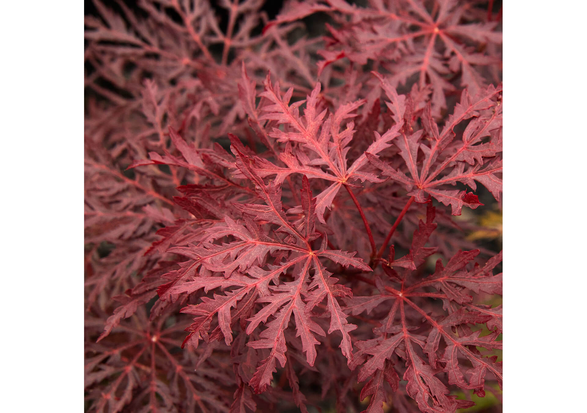 Shop Shade Trees For Minnesota Landscapes | Bachman's