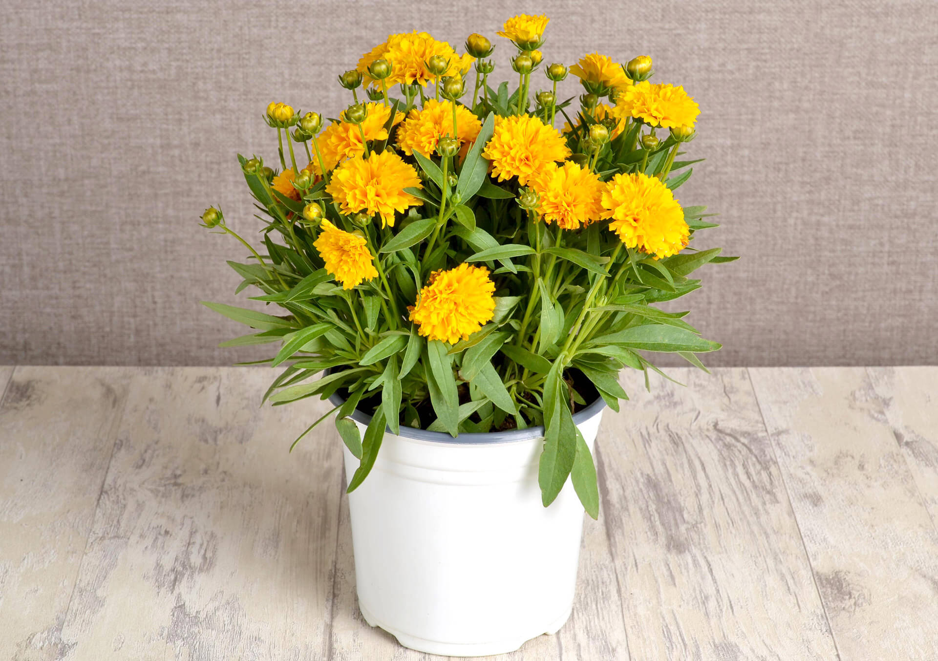 Shop Perennials For Your Garden | Bachman's