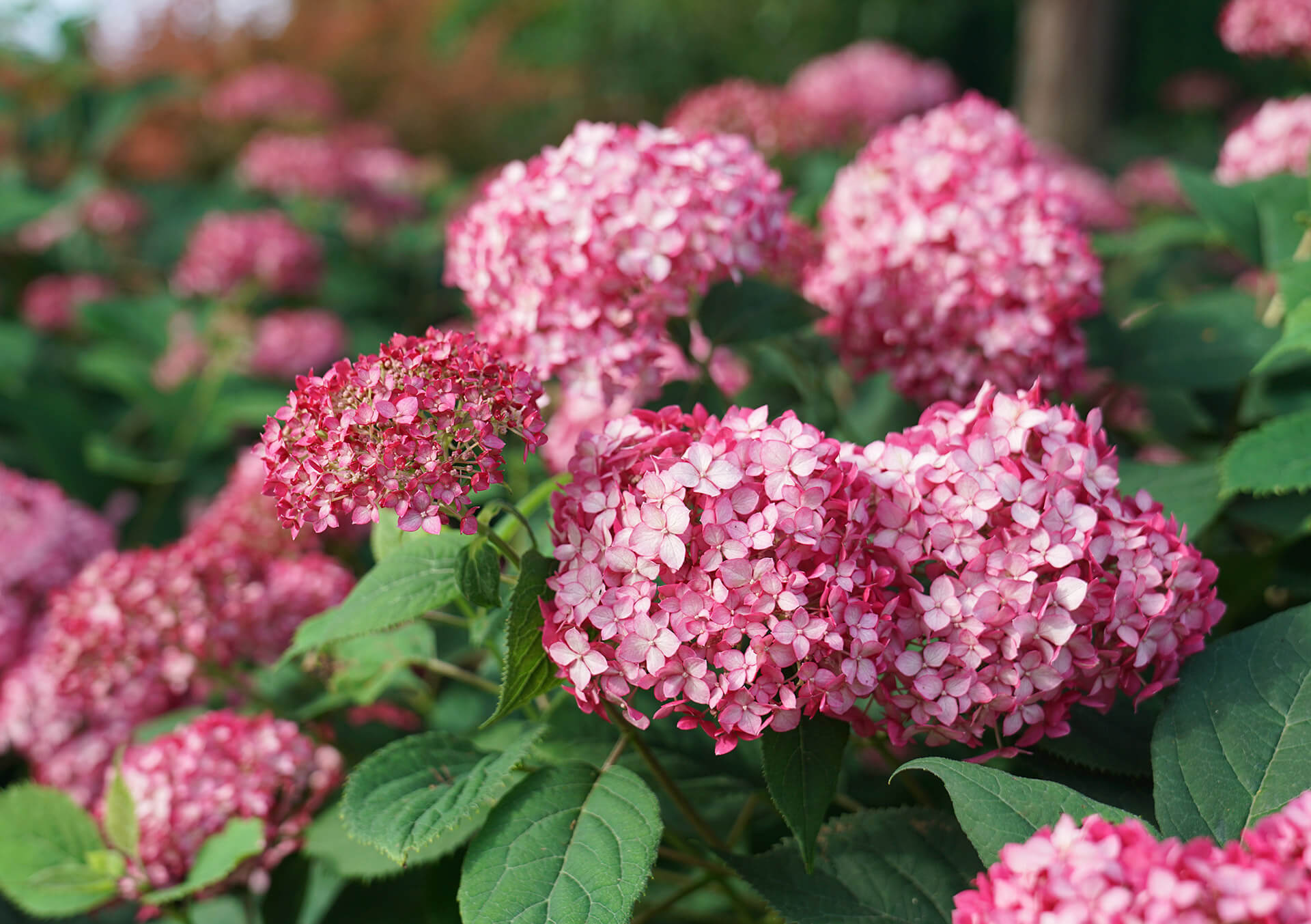 Shop Shrubs For Your Landscape Bachman s Minneapolis shop-shrubs-for-your-landscape-bachman-s-minneapolis