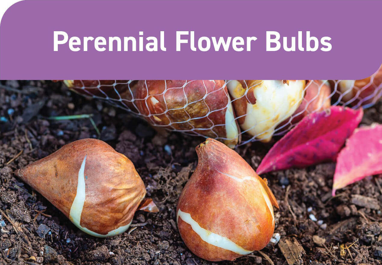 Minneapolis Flower Delivery Bachman's Floral, Home and Garden