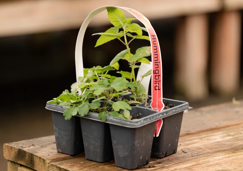 Hummingbird Collection Pollinator Pack