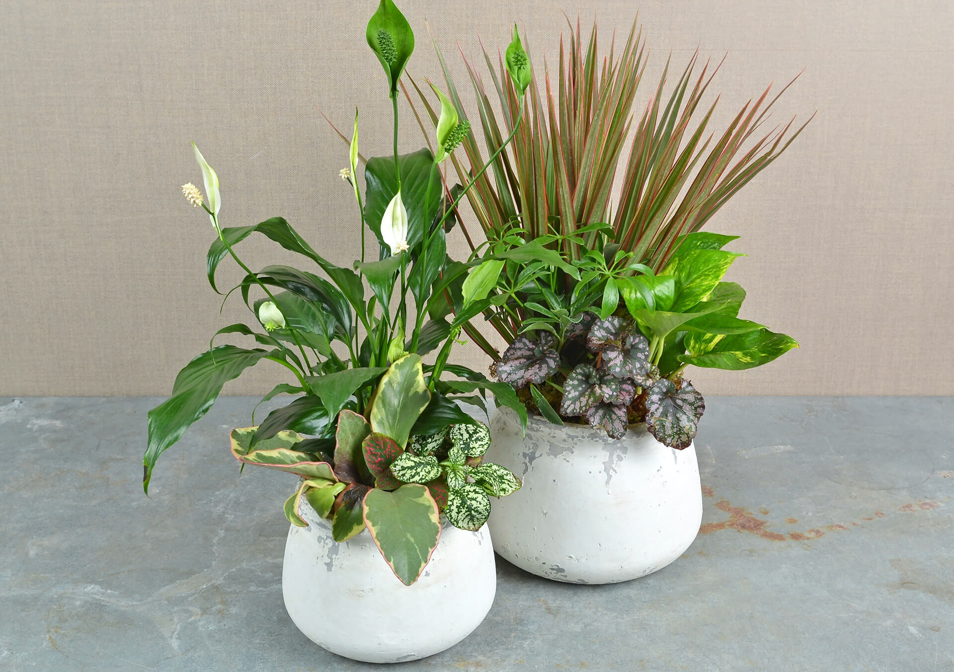 monstera deliciosa variegata steckling Monstera 'Thai Constellation' Steckling kaufen