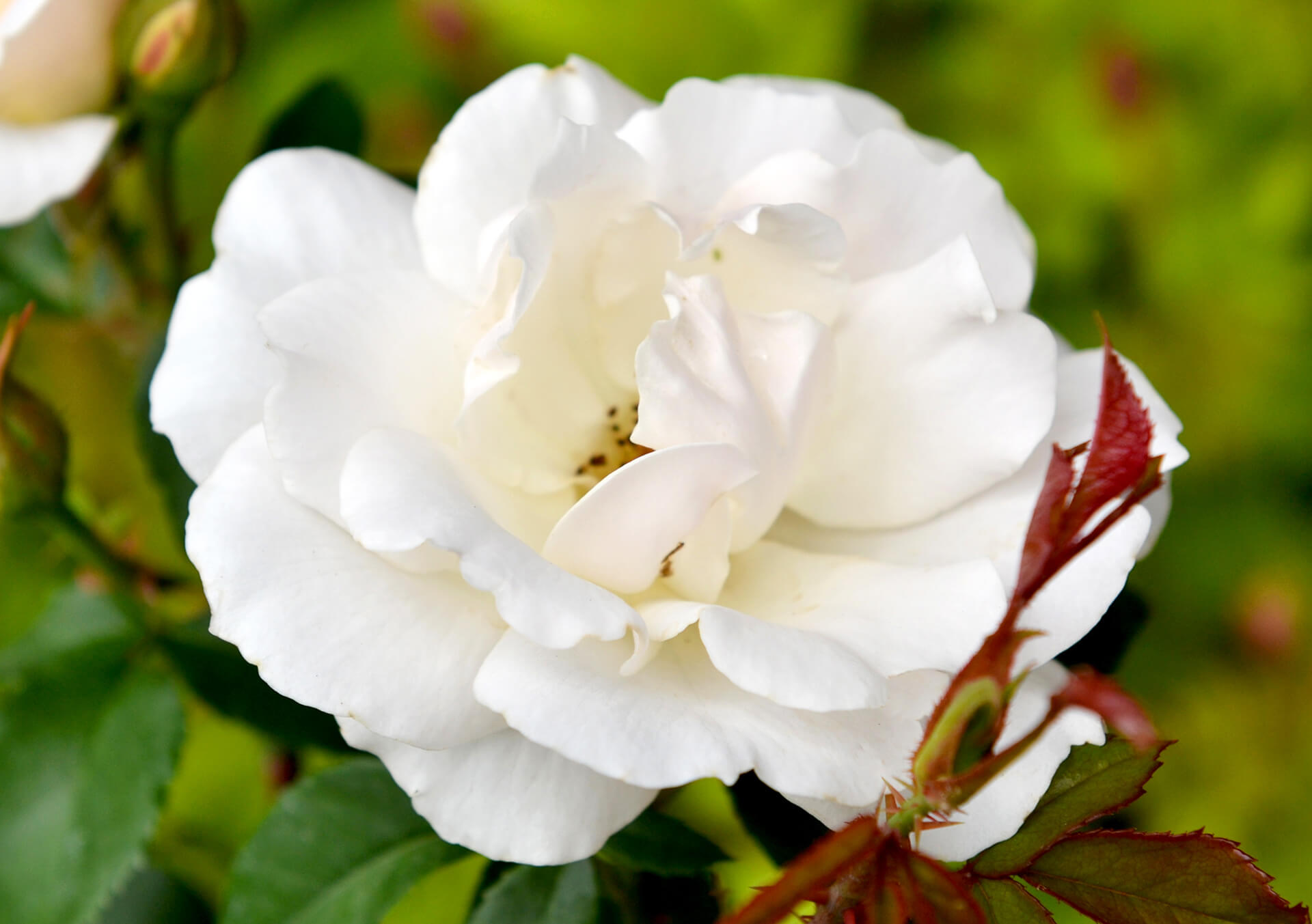 Hanneman Roses Garden Roses for Sale and Delivery in Minnesota from Bachman's