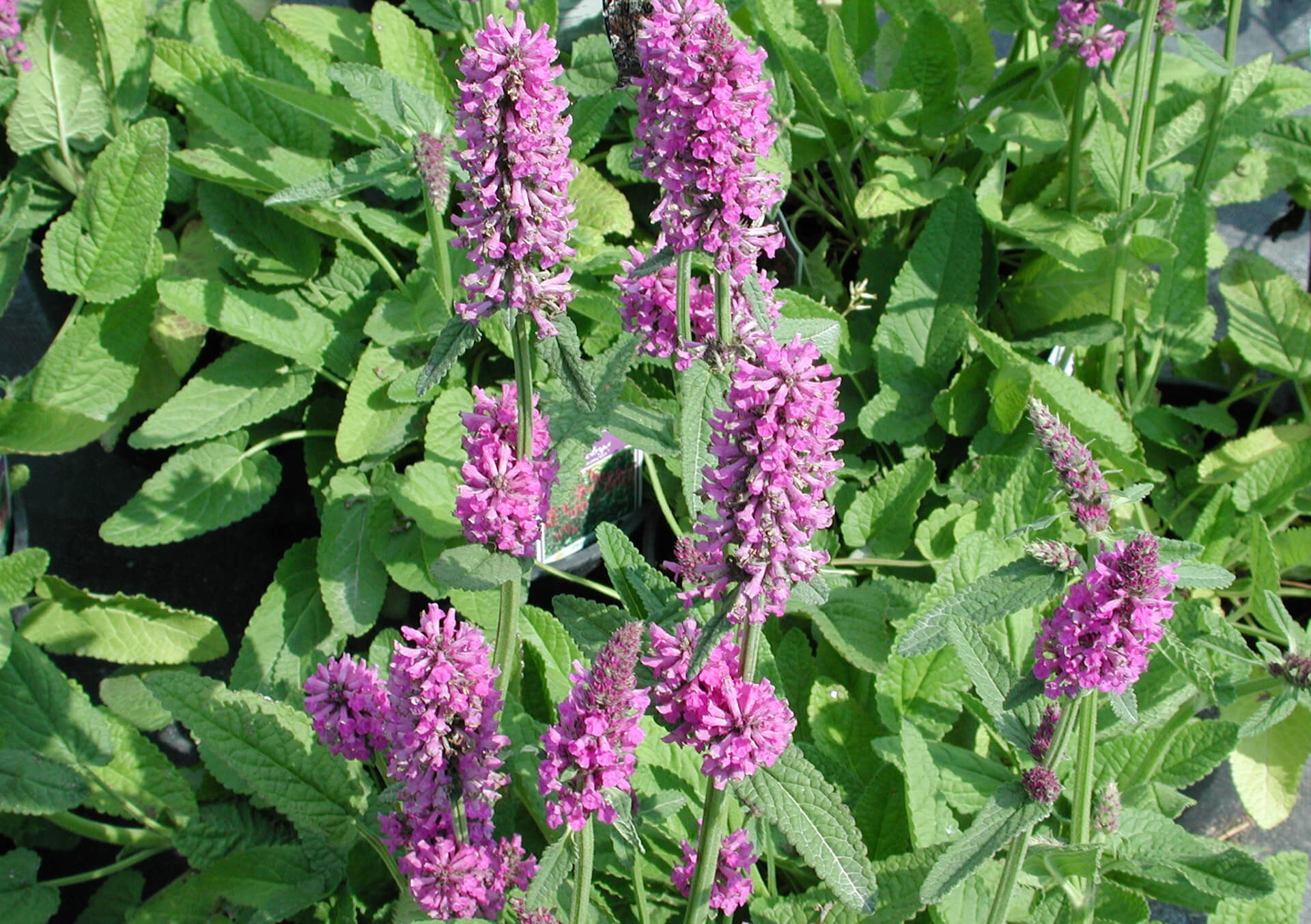 Stachys 'Hummelo'