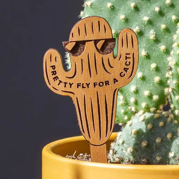 Pretty Fly For a Cacti