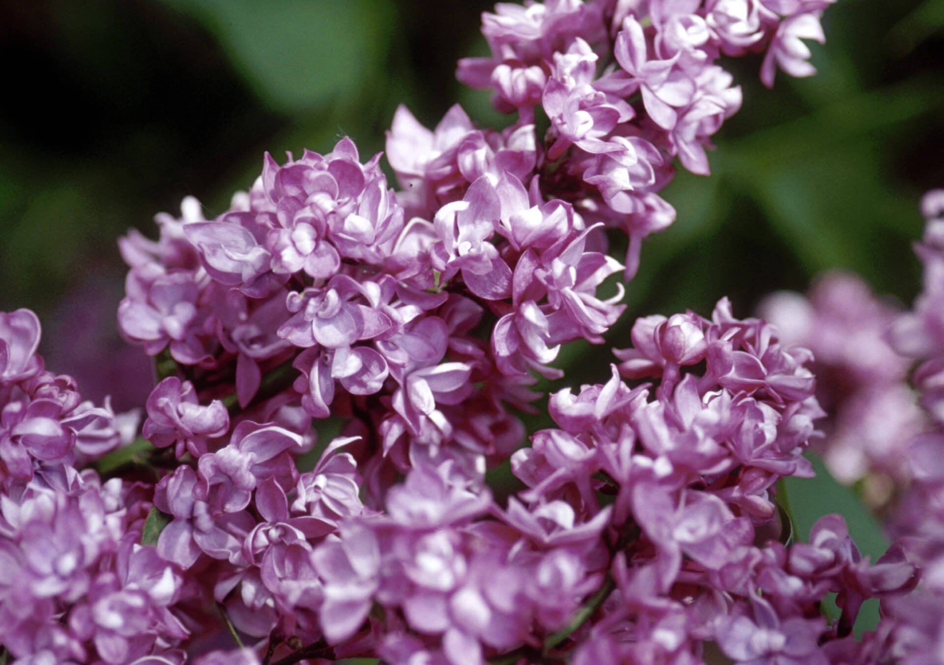 Shop Shrubs For Your Landscape | Bachman's Minneapolis