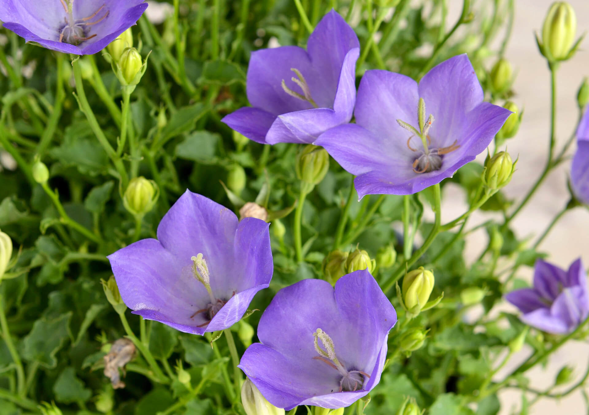 Campanula 'Rapido Blue'