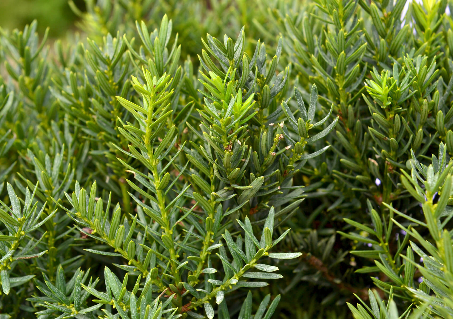 Shop Spruce, Pine and More Evergreens for Delivery | Bachman's