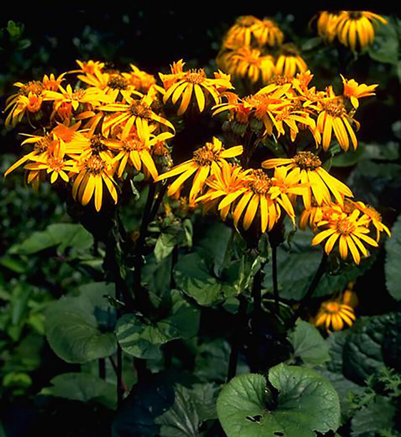 Shop Perennials For Your Garden | Bachman's