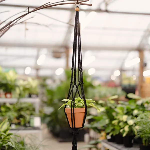 Shop Houseplant Pots, Containers, Hangers & Stands | Bachman's