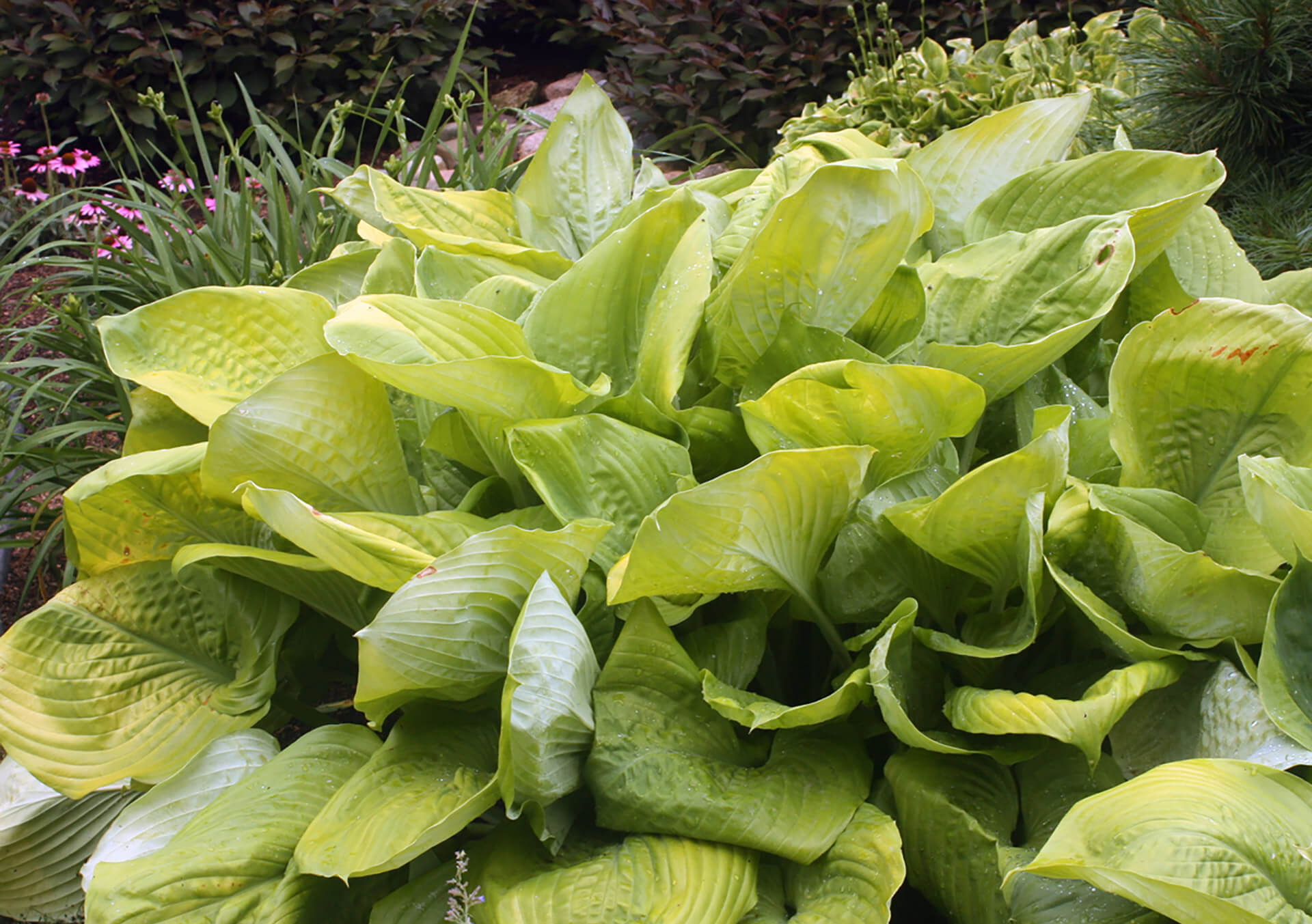 Хоста субстанс. Хоста sum and substance. Хоста hosta sum & substance. Хоста гибридная спринг морнинг. Хоста hosta sum & substance.