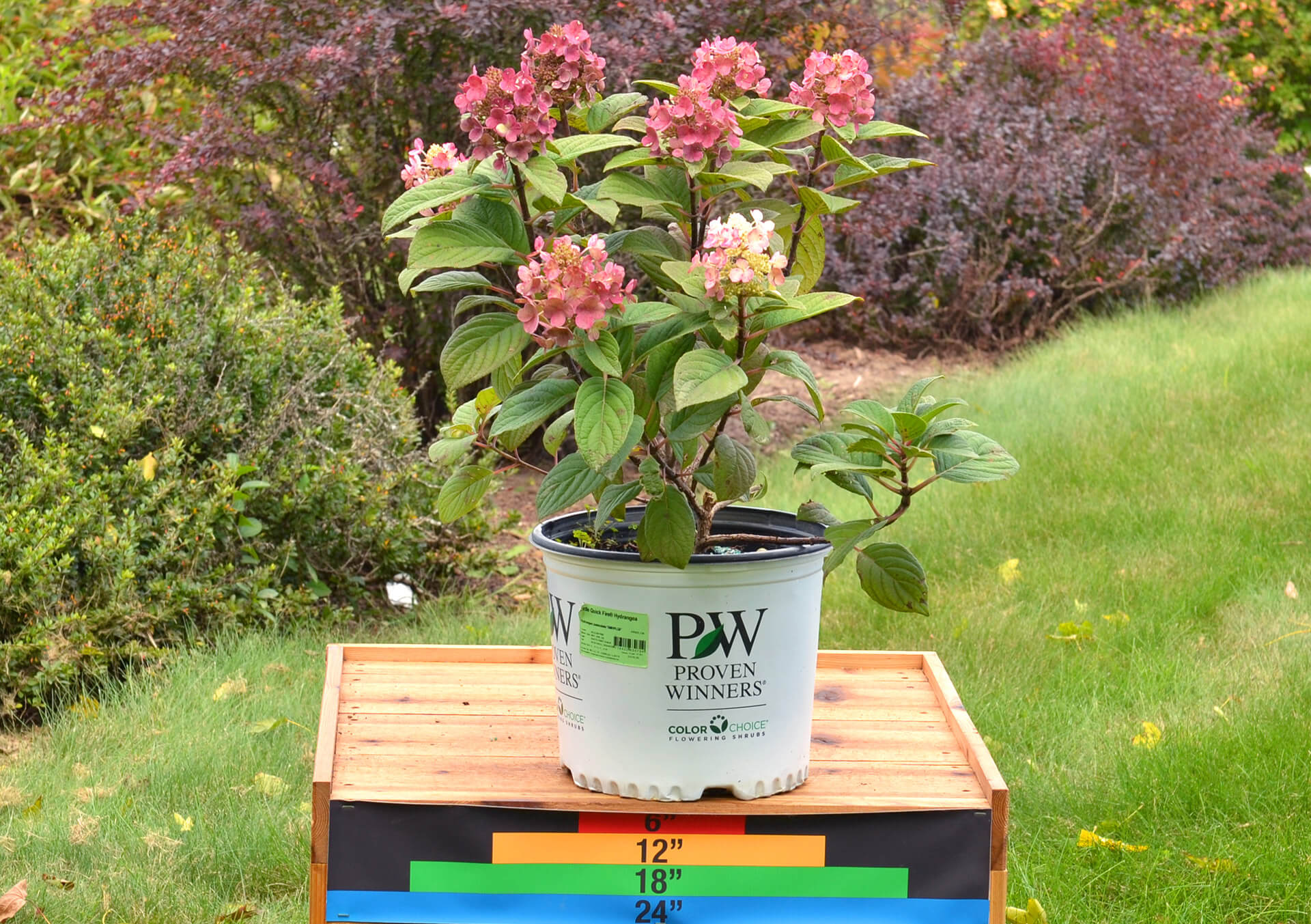 Shop Shrubs For Your Landscape | Bachman's Minneapolis