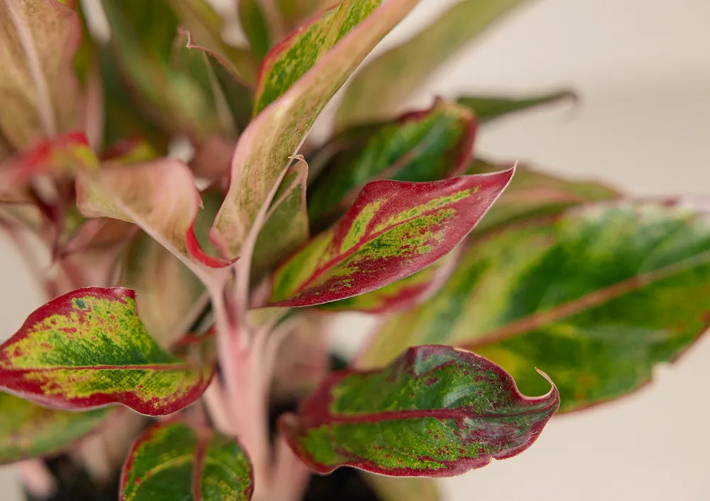 Aglaonema Red and More Indoor Green Plants For Your Home at Bachman's