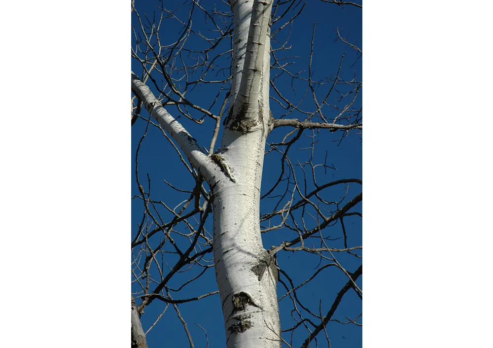 Shop Fruit & Landscape Trees For Delivery | Bachman's Minnesota
