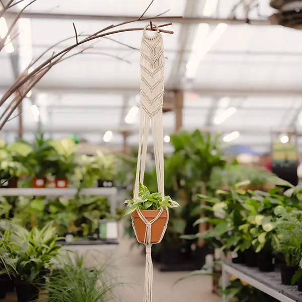 Shop Houseplant Pots, Containers, Hangers & Stands | Bachman's