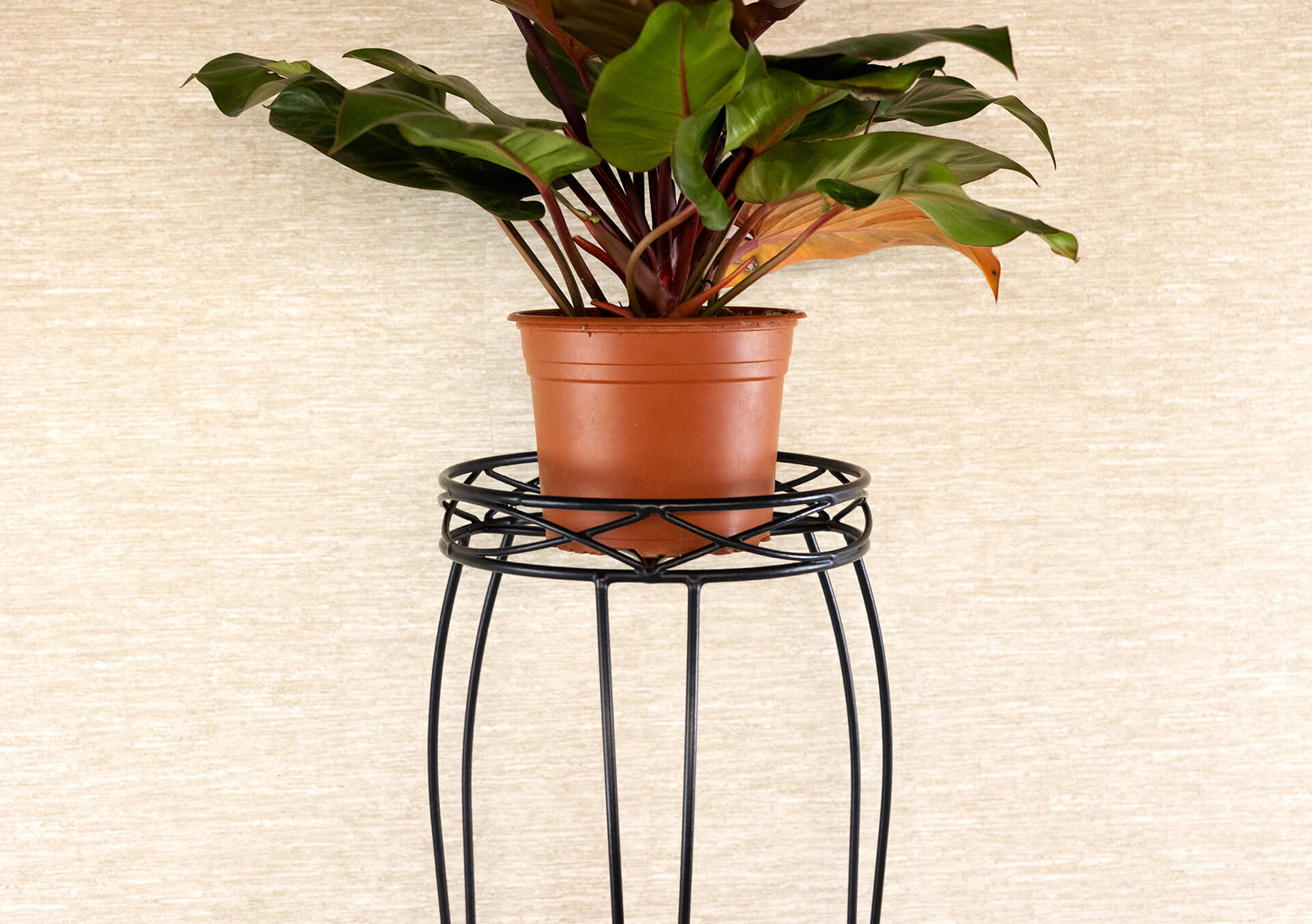 Shop Houseplant Pots, Containers, & Stands | Bachman's