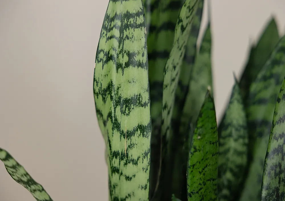 Sansevieria and More Indoor Green Plants For Your Home at Bachman's