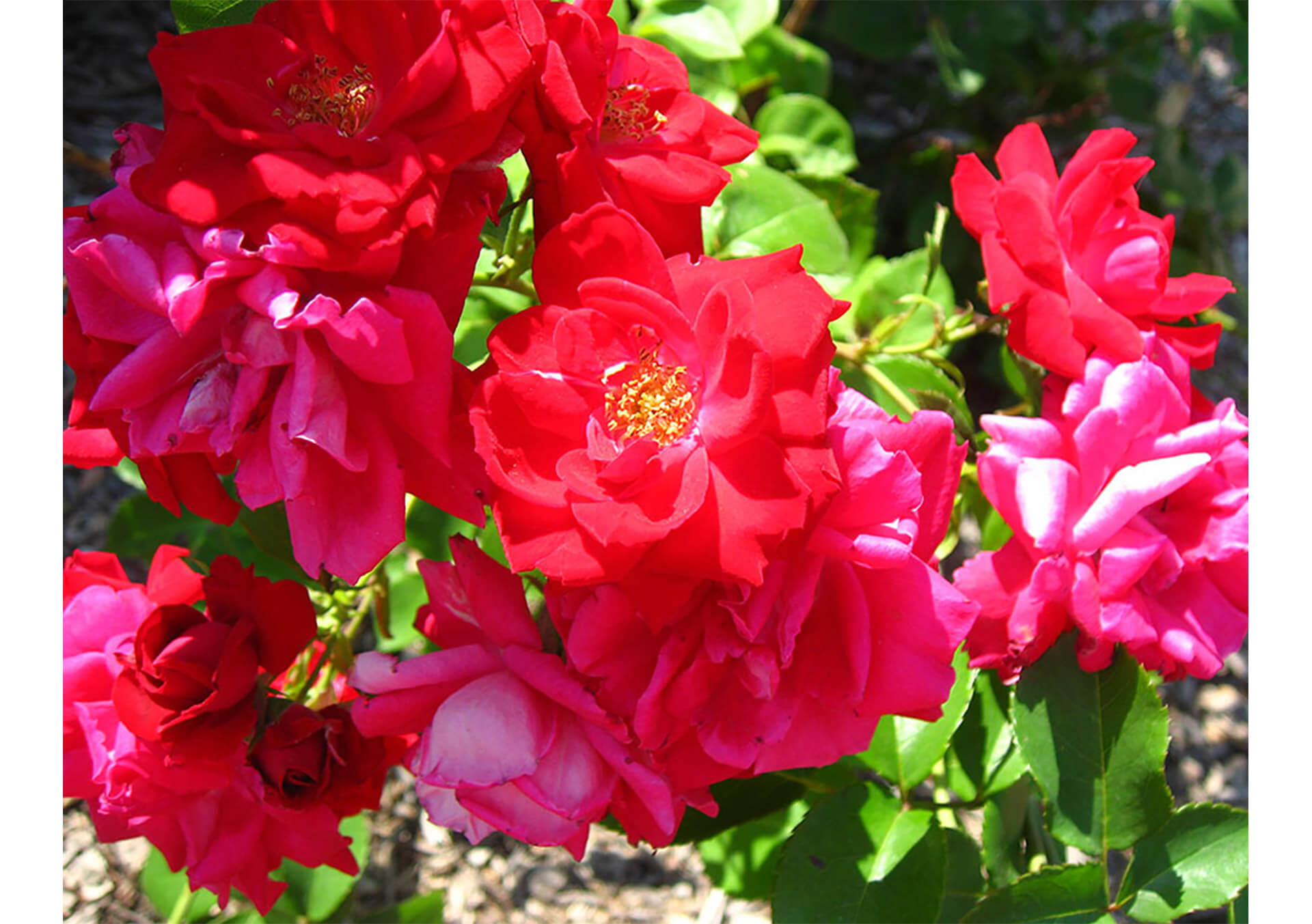 Garden Roses for Sale and Delivery in Minnesota from Bachman's