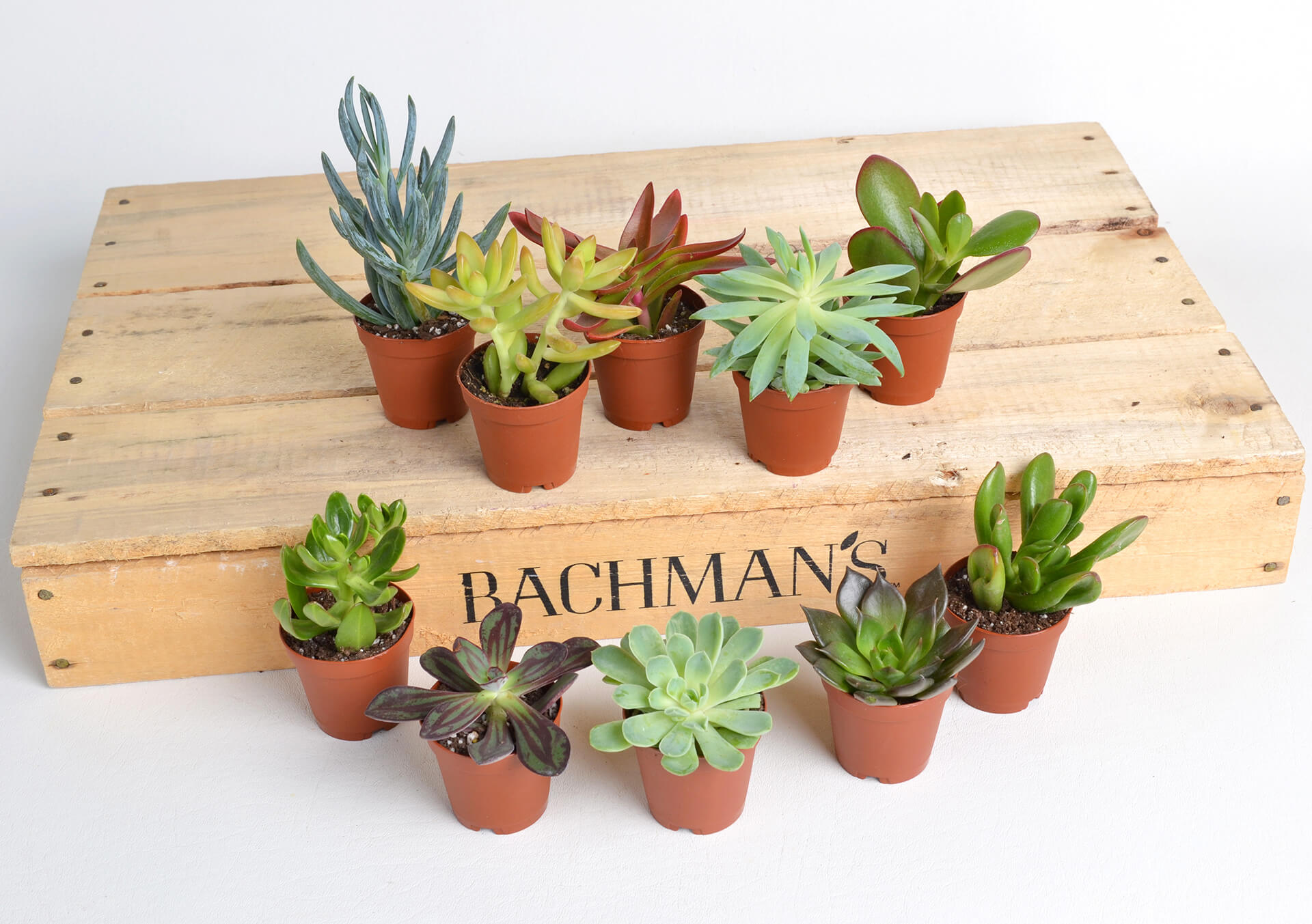 Shop Succulents & Houseplants | Bachman's