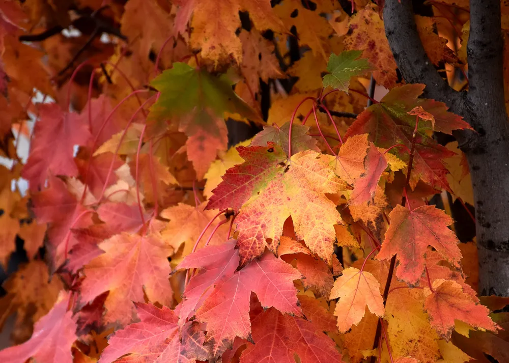 mencoroKG-OS-c(メープル) Shop Fruit & Landscape Trees For Delivery | Bachman's Minnesota