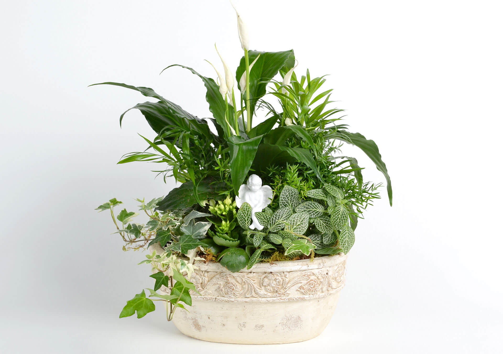 anthurium alabama Anthurium andraeanum — Ecuagenera USA Corp main image 1