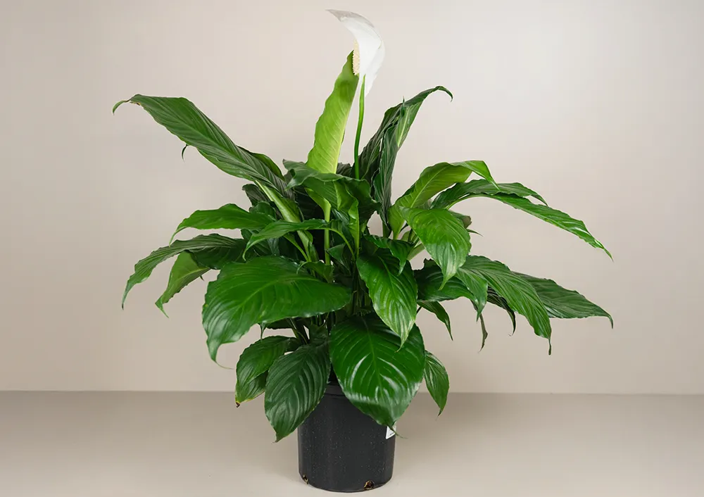 Spathiphyllum
