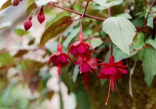 Bachman's Garden Center & Flower Delivery in Minneapolis | Local MN Floral,  Home and Garden Center