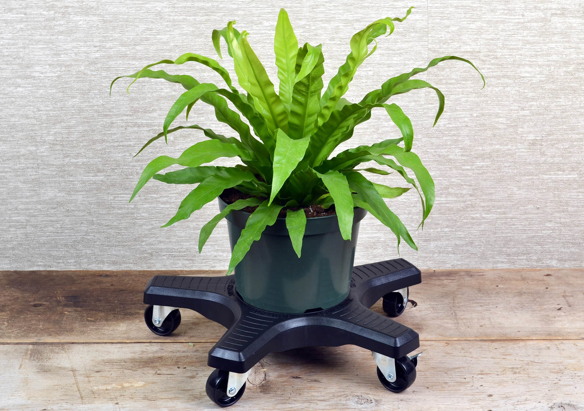 イタリア ドマン プラントスタンド Indoor Decorative Pots and Planters for Sale in Minnesota at Bachman's
