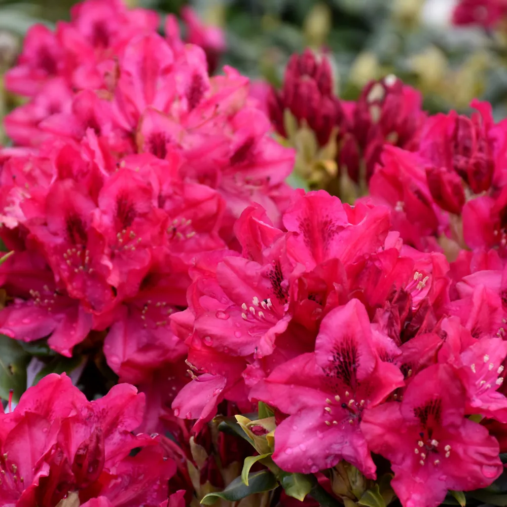 Shop Shrubs For Your Landscape | Bachman's Minneapolis