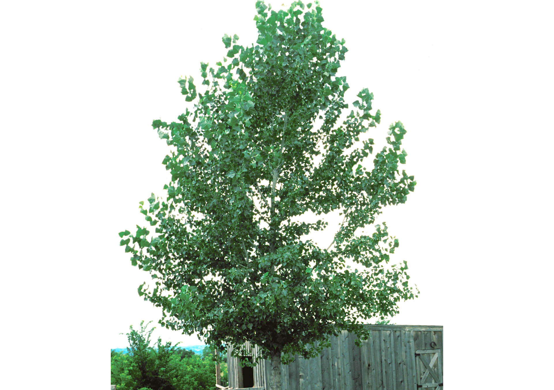 Shop Shade Trees For Minnesota Landscapes Bachman's