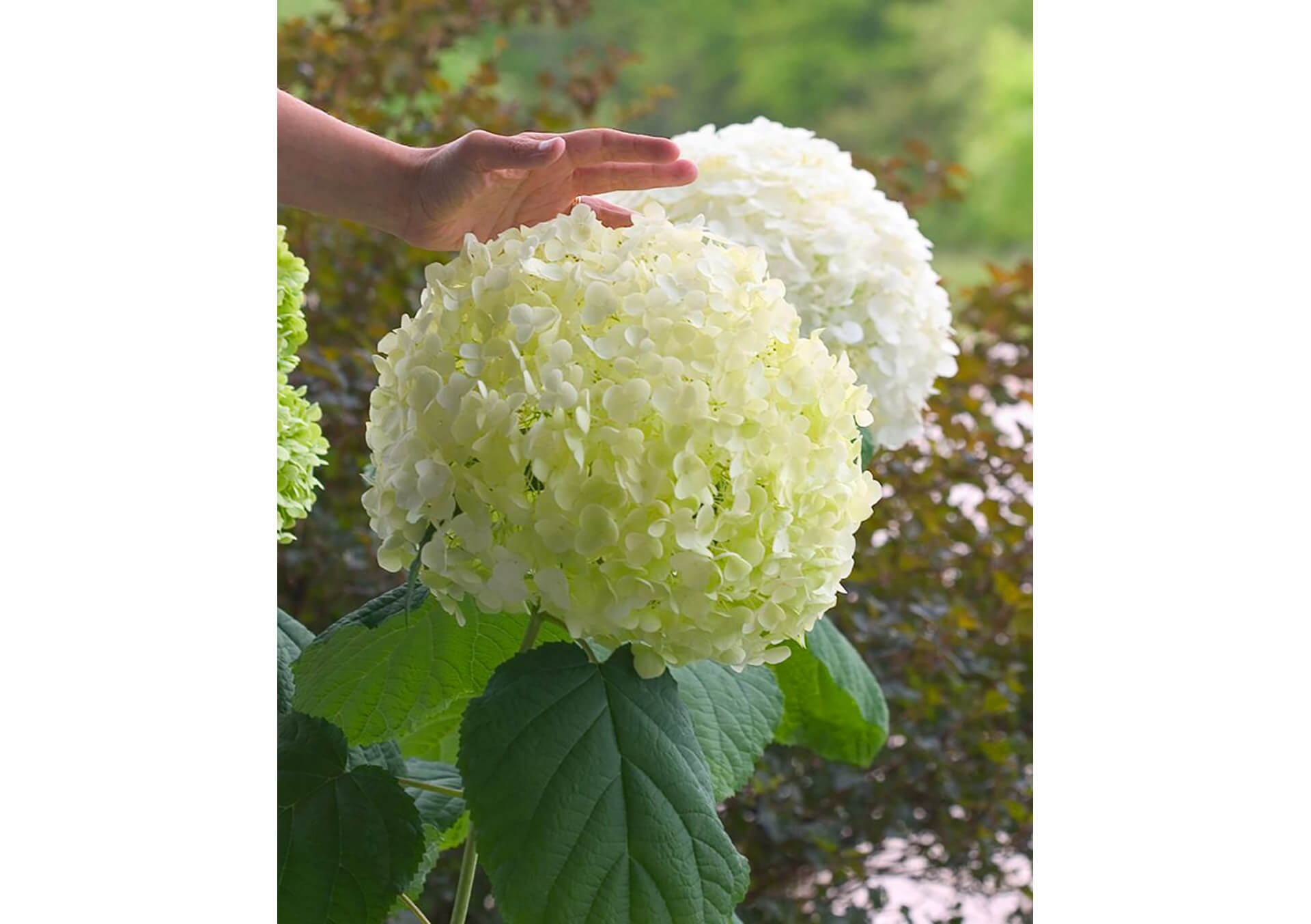 Shop Bachman's selection of blooming hydrangeas