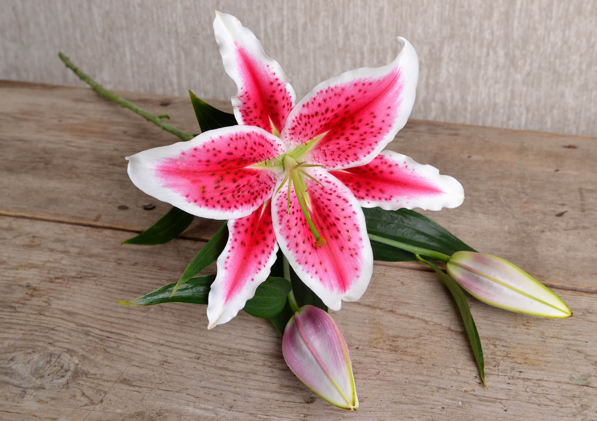 Stargazer Lily Single Stem