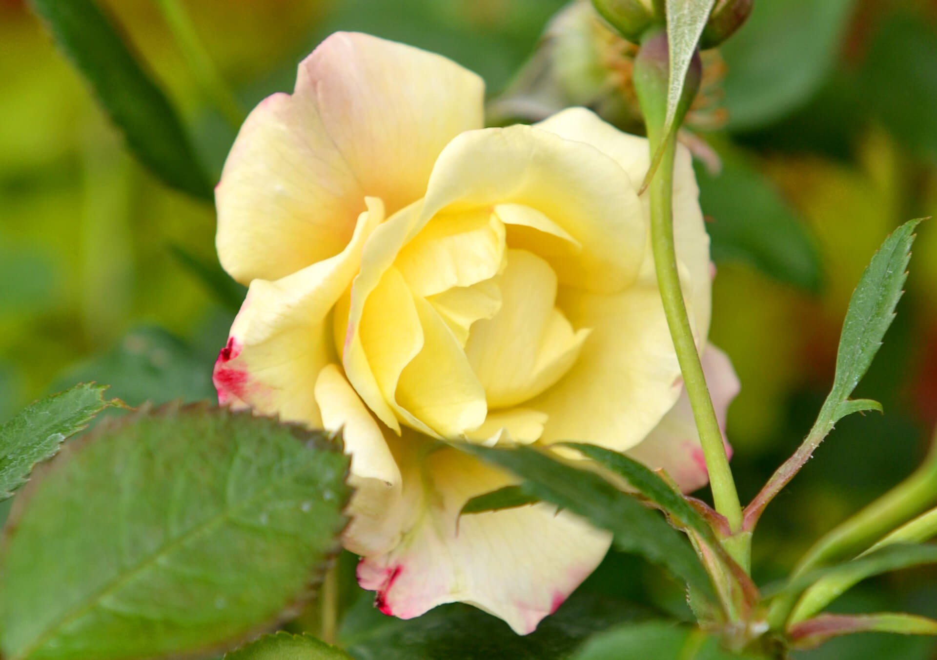 Garden Roses for Sale and Delivery in Minnesota from Bachman's