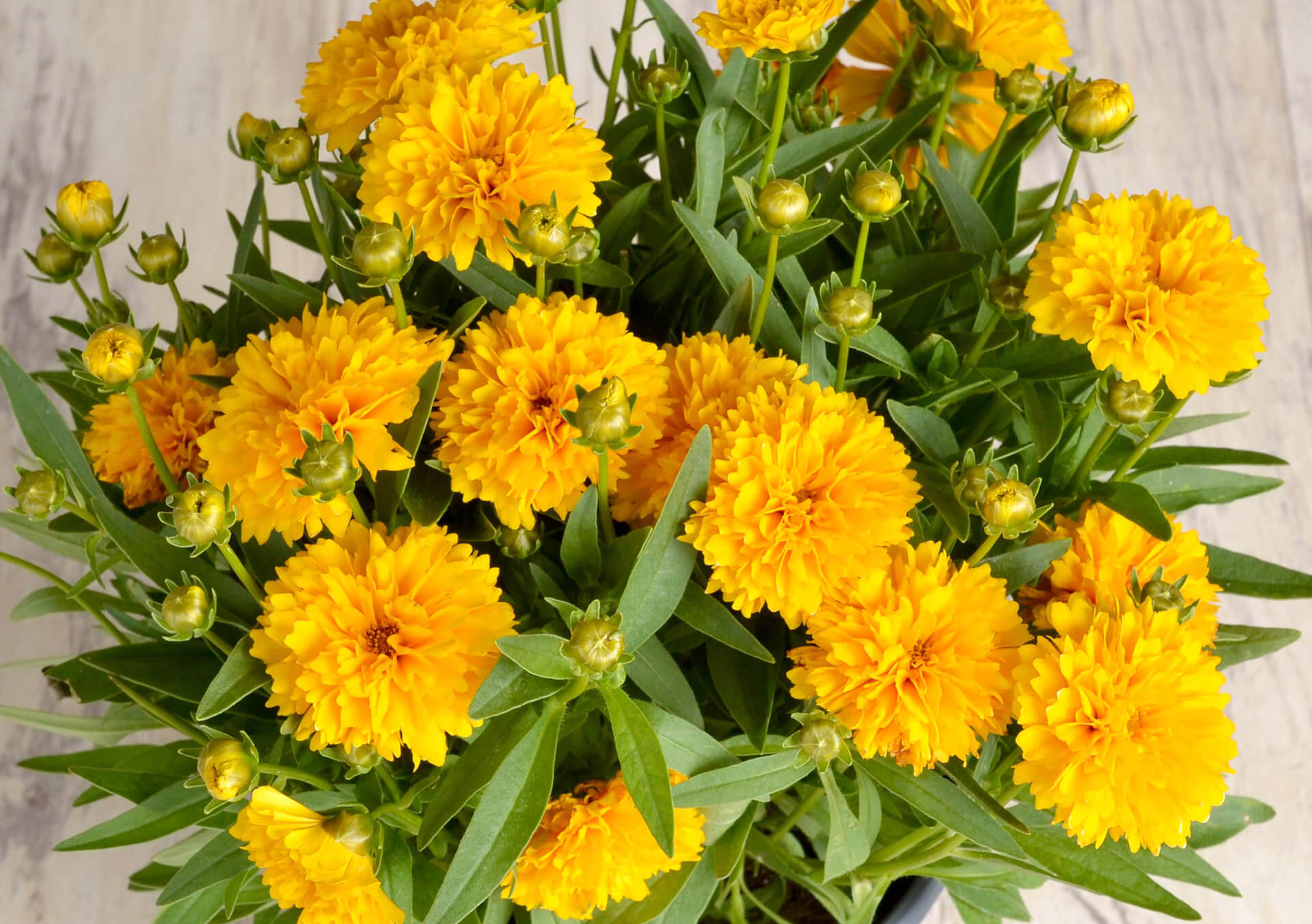 Shop Perennials For Your Garden | Bachman's