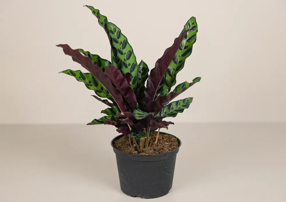 www.calathea.nl pflege Calathea Compactstar | 80cm