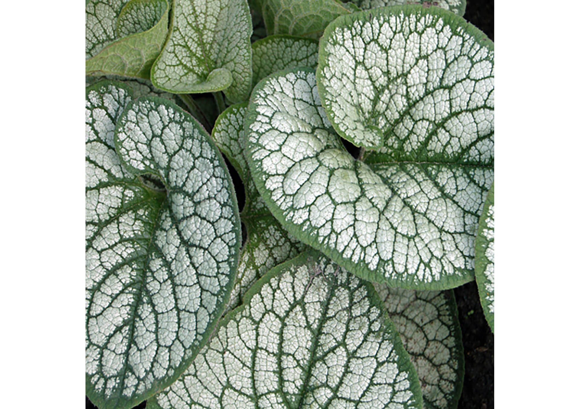 Shop Perennials For Your Garden | Bachman's