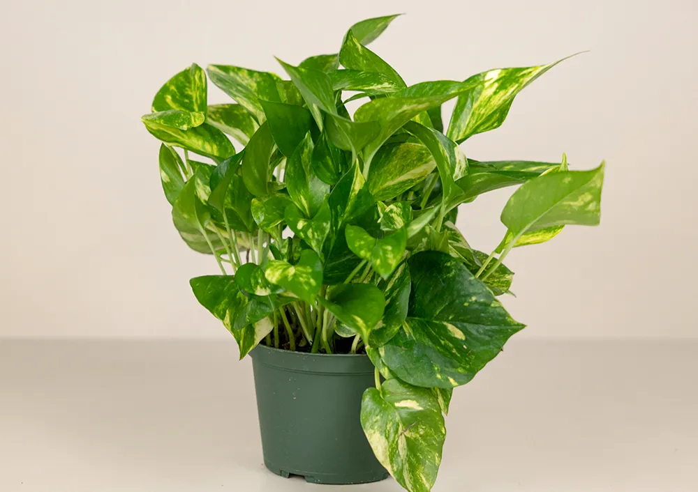 baseball bat snake plant Sansevieria halii 'Pink Baseball Bat' *Three Growing Points* – Kyle's Plants main image 1