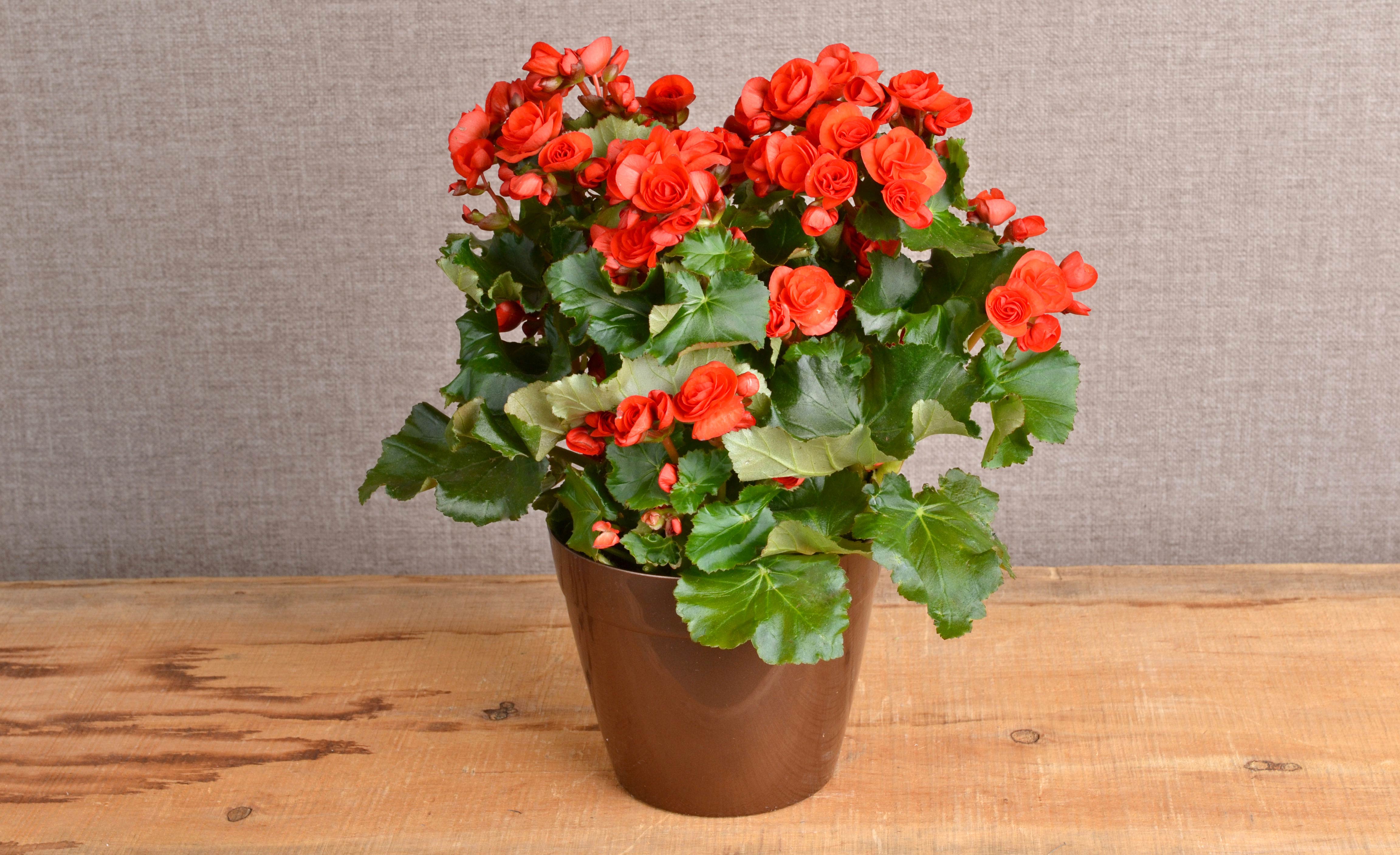 6" Rieger Begonia in Container