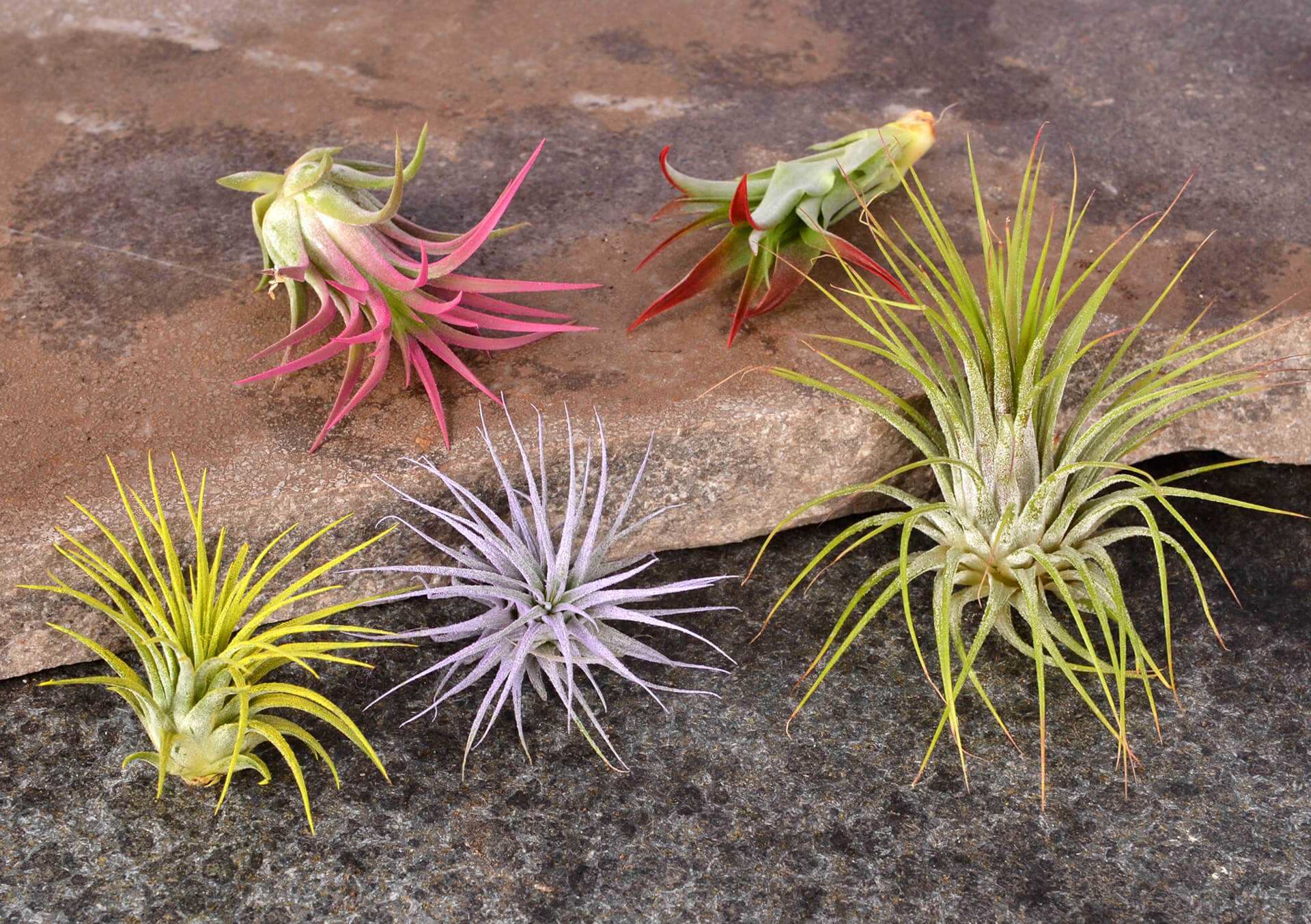 Air Plants, Bosai & More Novelty Plants for Sale at Bachman's