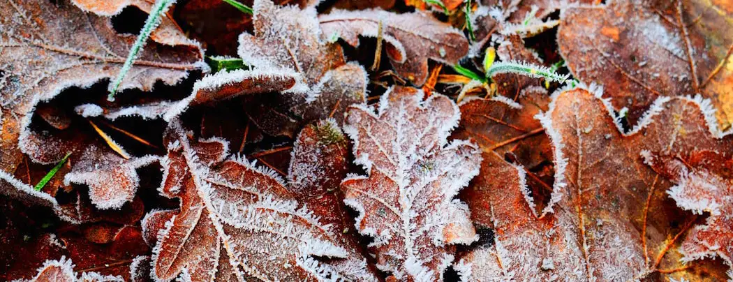 Winterizing Your Yard & Landscape: A Checklist for Minnesota