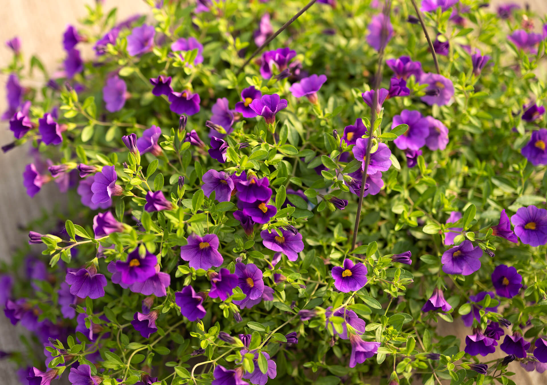 10" Calibrachoa Hanging Basket