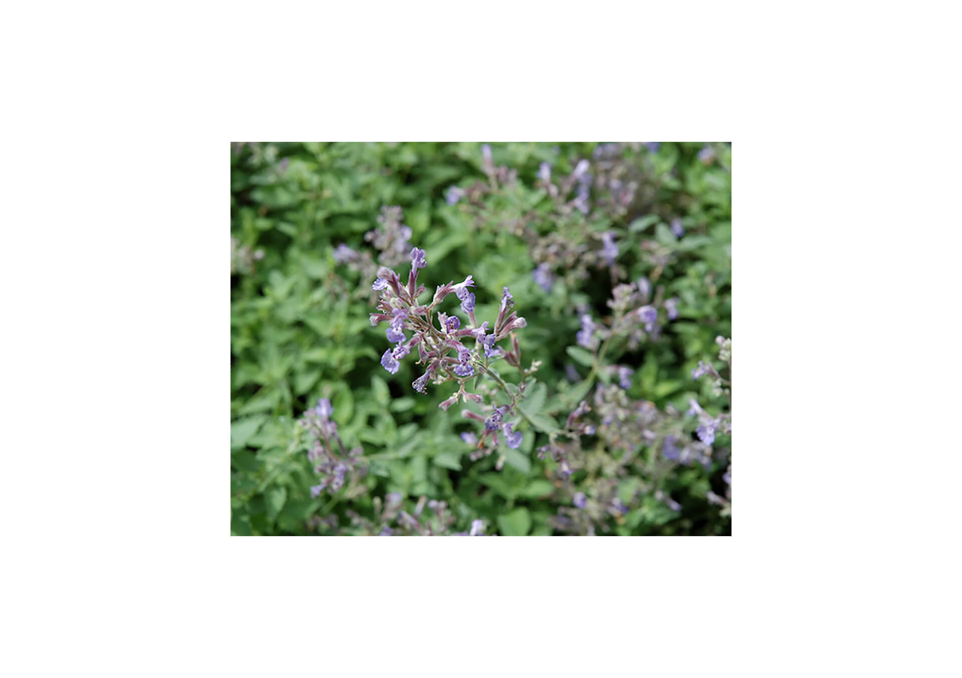 Perennials by Bloom Season | Bachman's