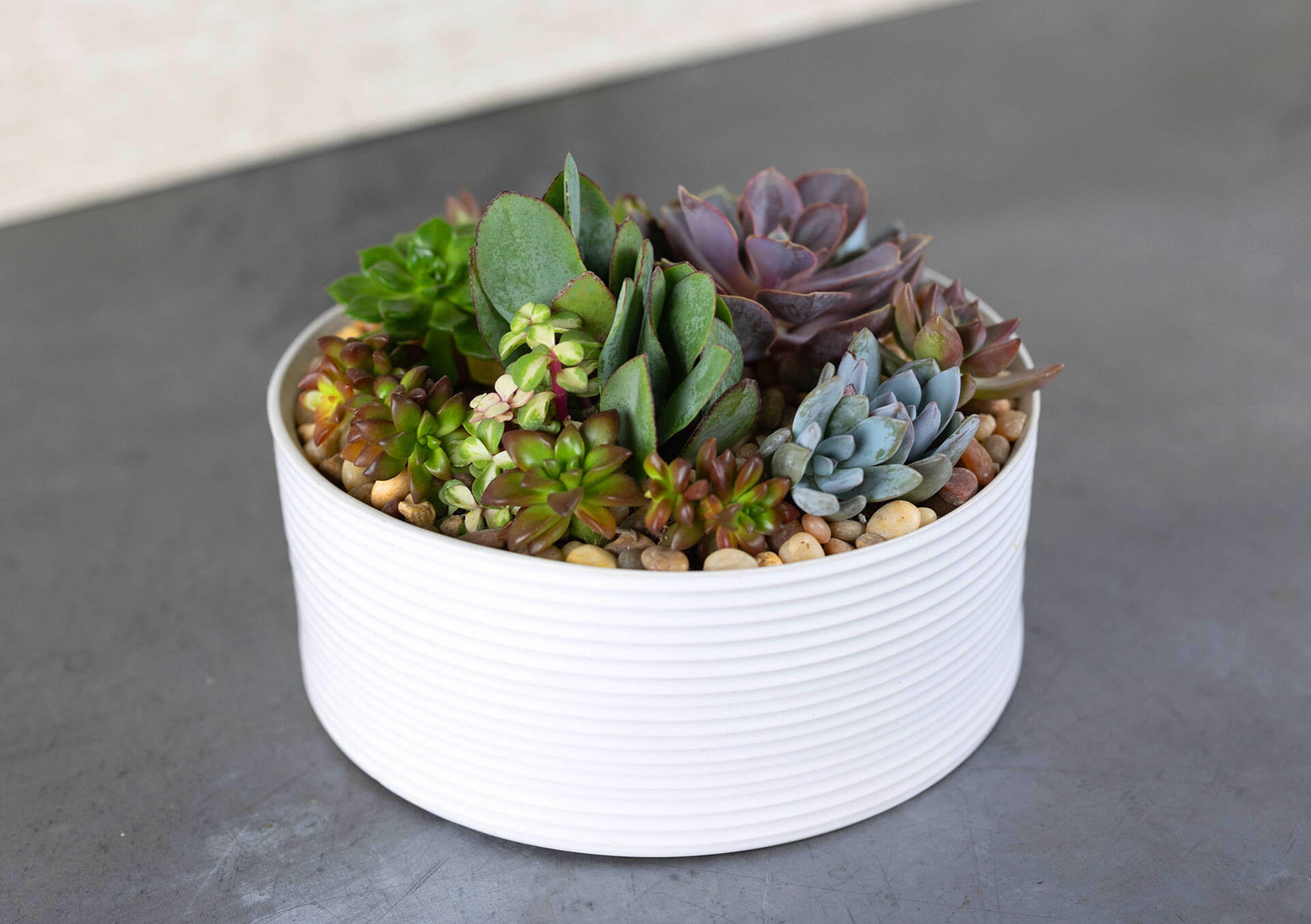 Buy Succulents & Cactus and More Indoor Plants & Accessories at Bachman's  in Minnesota