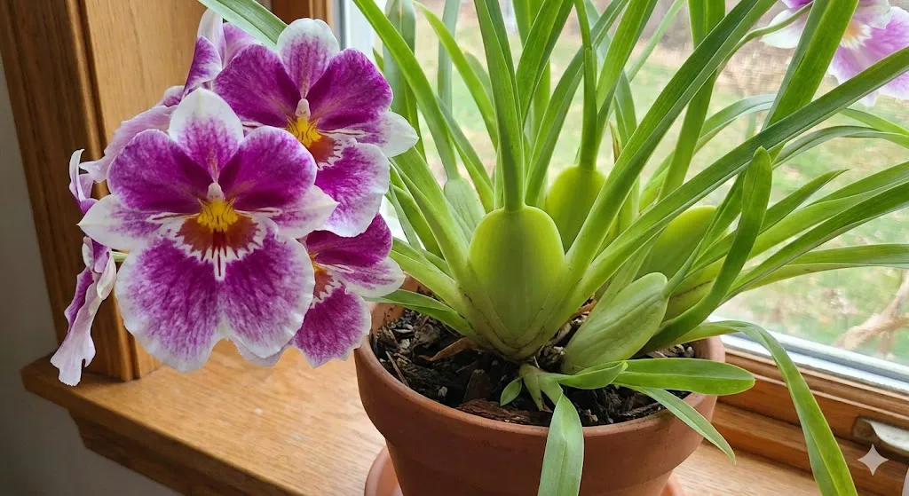 Care for Miltoniopsis Orchids, Bachman's